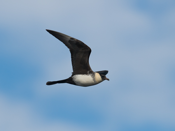 Leveäpyrstökihu, Pomarine Skua, Stercorarius pomarinus