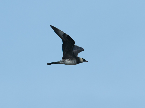 Leveäpyrstökihu, Pomarine Skua, Stercorarius pomarinus