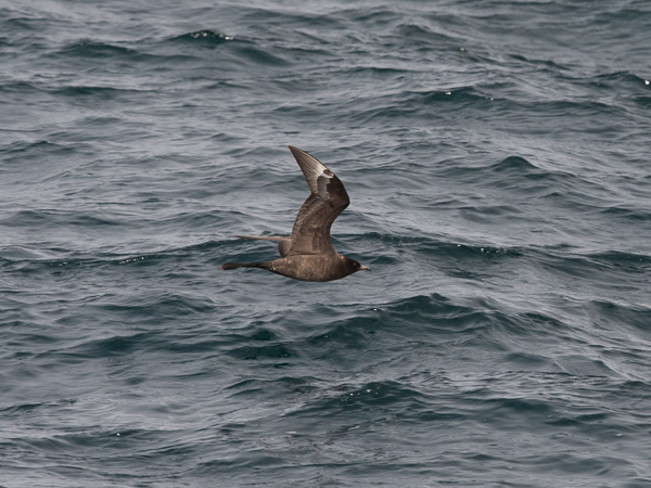 Leveäpyrstökihu, Pomarine Skua, Stercorarius pomarinus