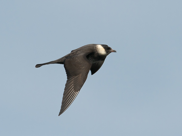 Leveäpyrstökihu, Pomarine Skua, Stercorarius pomarinus
