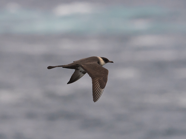 Leveäpyrstökihu, Pomarine Skua, Stercorarius pomarinus