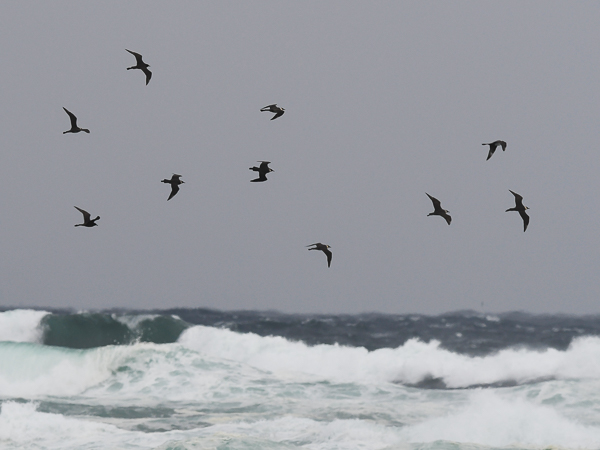 Leveäpyrstökihu, Pomarine Skua, Stercorarius pomarinus