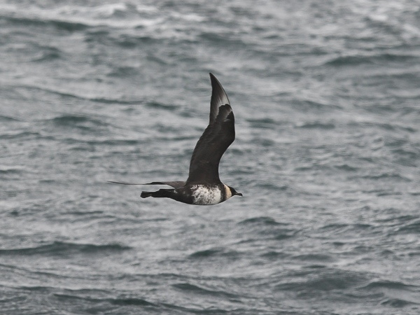 Leveäpyrstökihu, Pomarine Skua, Stercorarius pomarinus
