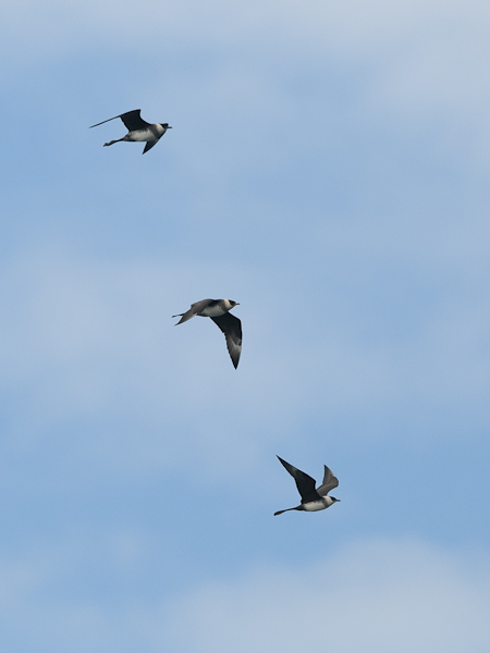 Leveäpyrstökihu, Pomarine Skua, Stercorarius pomarinus