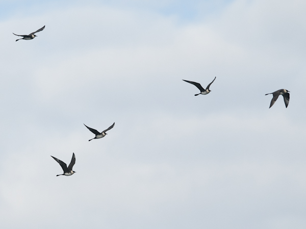 Leveäpyrstökihu, Pomarine Skua, Stercorarius pomarinus
