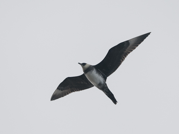 Leveäpyrstökihu, Pomarine Skua, Stercorarius pomarinus