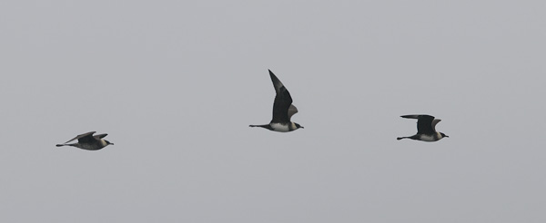Leveäpyrstökihu, Pomarine Skua, Stercorarius pomarinus