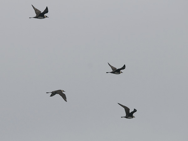 Leveäpyrstökihu, Pomarine Skua, Stercorarius pomarinus