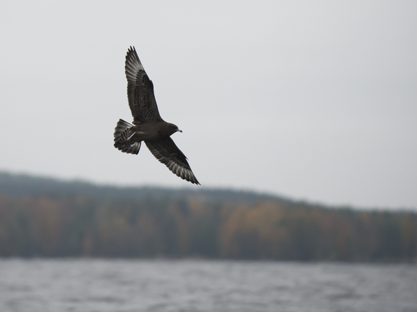 Leveäpyrstökihu, Pomarine Skua, Stercorarius pomarinus