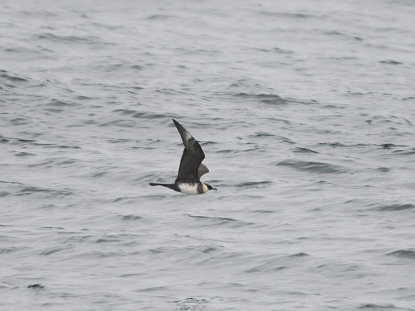 Leveäpyrstökihu, Pomarine Skua, Stercorarius pomarinus