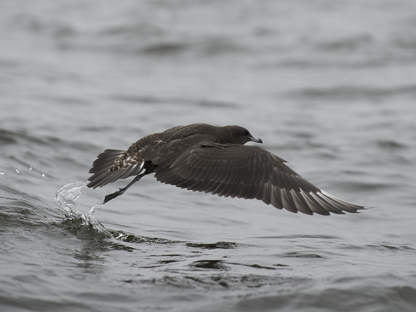 Leveäpyrstökihu, Pomarine Skua, Stercorarius pomarinus