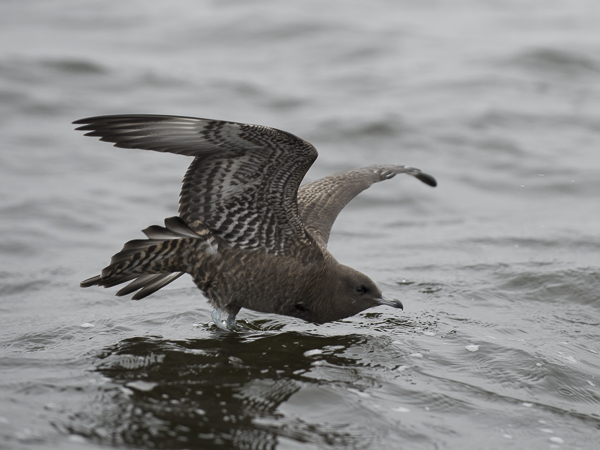 Leveäpyrstökihu, Pomarine Skua, Stercorarius pomarinus