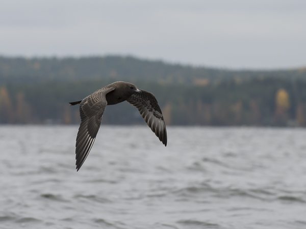 Leveäpyrstökihu, Pomarine Skua, Stercorarius pomarinus