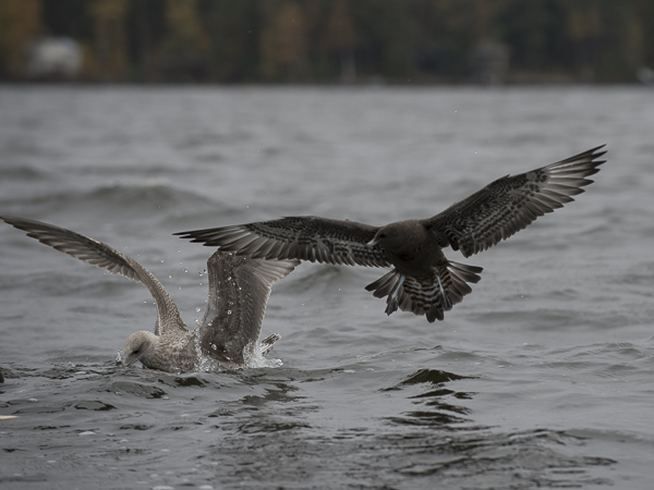 Leveäpyrstökihu, Pomarine Skua, Stercorarius pomarinus
