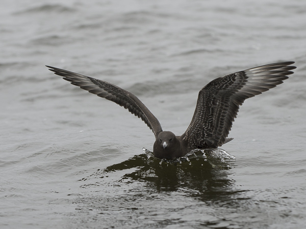 Leveäpyrstökihu, Pomarine Skua, Stercorarius pomarinus