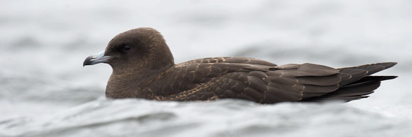 Leveäpyrstökihu, Pomarine Skua, Stercorarius pomarinus