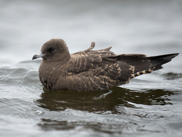 Leveäpyrstökihu, Pomarine Skua, Stercorarius pomarinus
