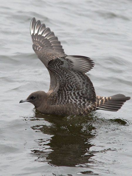 Leveäpyrstökihu, Pomarine Skua, Stercorarius pomarinus