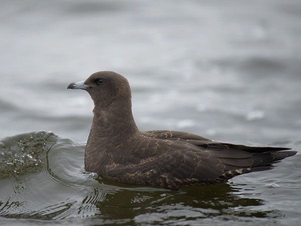 Leveäpyrstökihu, Pomarine Skua, Stercorarius pomarinus