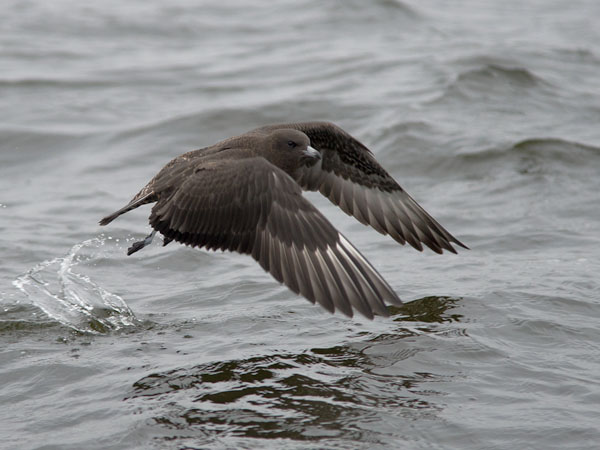 Leveäpyrstökihu, Pomarine Skua, Stercorarius pomarinus