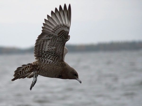 Leveäpyrstökihu, Pomarine Skua, Stercorarius pomarinus