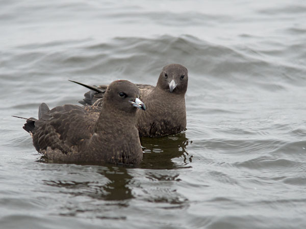 Leveäpyrstökihu, Pomarine Skua, Stercorarius pomarinus