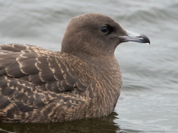 Leveäpyrstökihu, Pomarine Skua, Stercorarius pomarinus