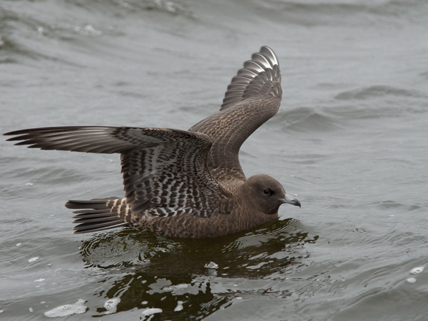 Leveäpyrstökihu, Pomarine Skua, Stercorarius pomarinus