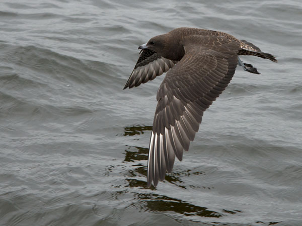 Leveäpyrstökihu, Pomarine Skua, Stercorarius pomarinus