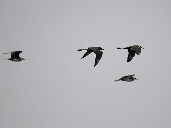 Leveäpyrstökihu, Pomarine Skua, Stercorarius pomarinus