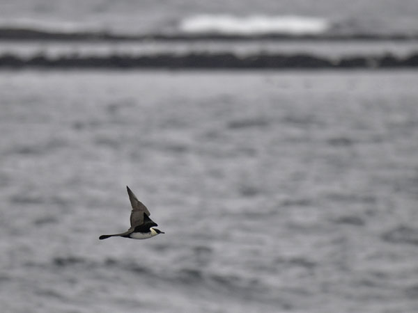 Leveäpyrstökihu, Pomarine Skua, Stercorarius pomarinus