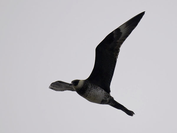 Leveäpyrstökihu, Pomarine Skua, Stercorarius pomarinus