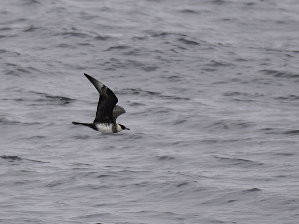 Leveäpyrstökihu, Pomarine Skua, Stercorarius pomarinus
