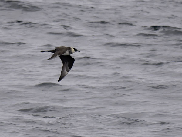 Leveäpyrstökihu, Pomarine Skua, Stercorarius pomarinus