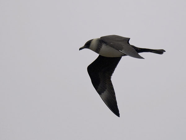 Leveäpyrstökihu, Pomarine Skua, Stercorarius pomarinus
