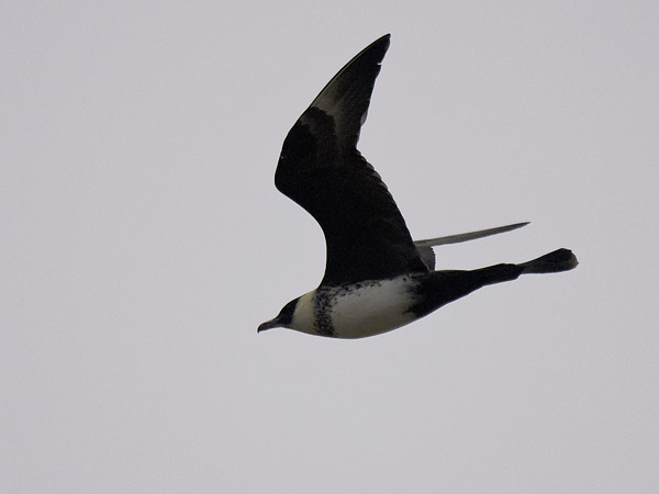 Leveäpyrstökihu, Pomarine Skua, Stercorarius pomarinus