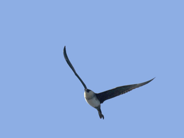 Leveäpyrstökihu, Pomarine Skua, Stercorarius pomarinus