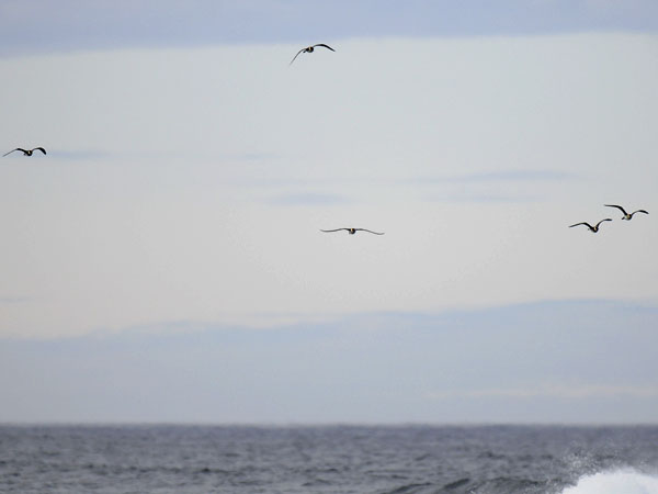 Leveäpyrstökihu, Pomarine Skua, Stercorarius pomarinus