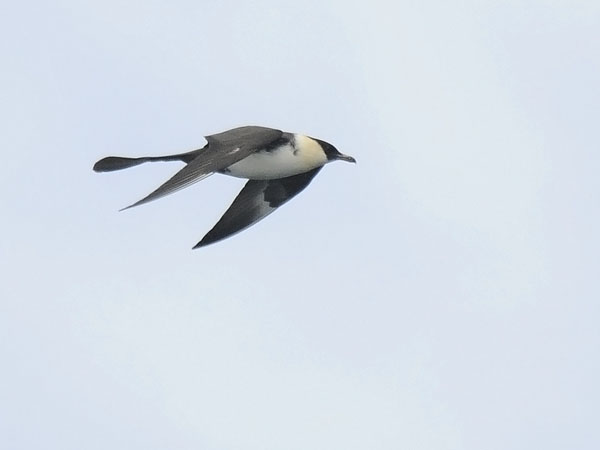 Leveäpyrstökihu, Pomarine Skua, Stercorarius pomarinus