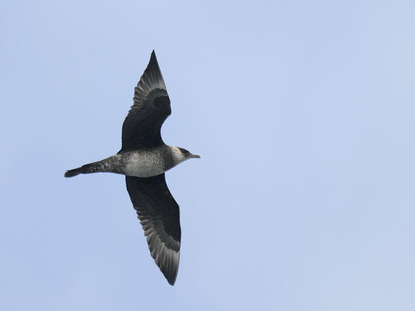 Leveäpyrstökihu, Pomarine Skua, Stercorarius pomarinus