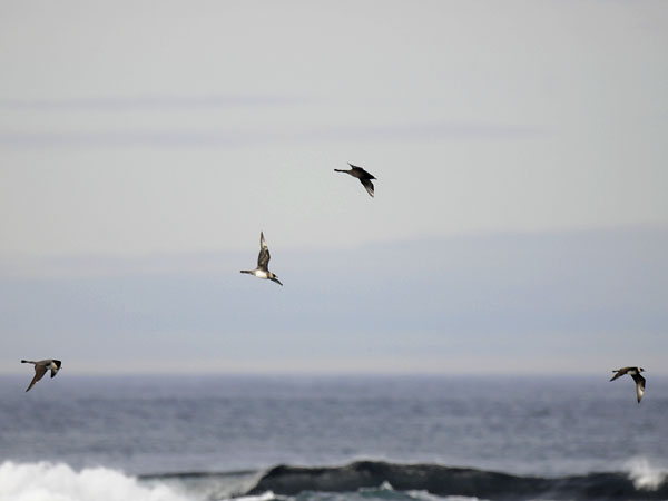 Leveäpyrstökihu, Pomarine Skua, Stercorarius pomarinus