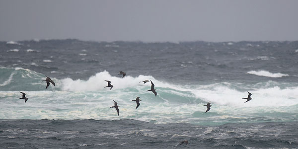 Leveäpyrstökihu, Pomarine Skua, Stercorarius pomarinus
