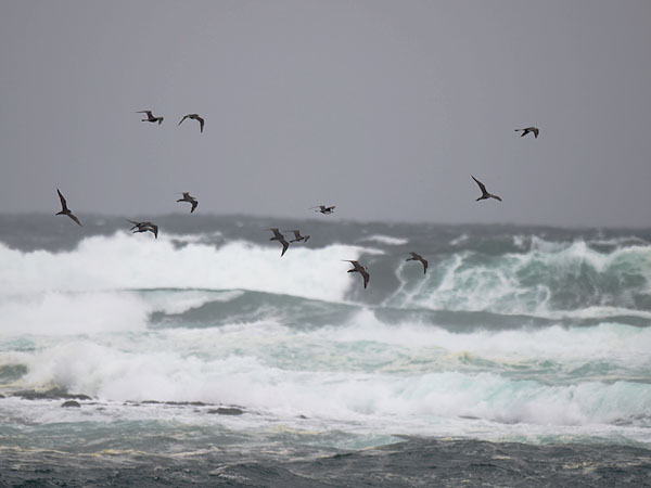 Leveäpyrstökihu, Pomarine Skua, Stercorarius pomarinus