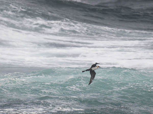 Leveäpyrstökihu, Pomarine Skua, Stercorarius pomarinus