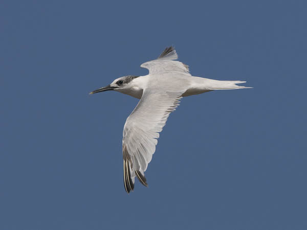 Riuttatiira, Sandwich Tern, Sterna sandvicensis