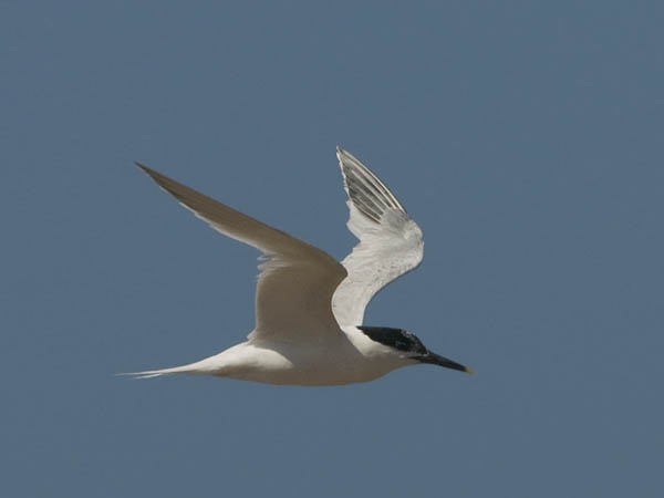 Riuttatiira, Sandwich Tern, Sterna sandvicensis