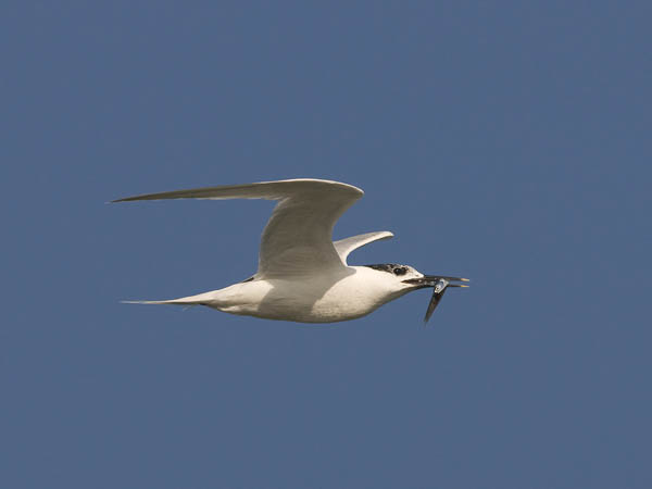 Riuttatiira, Sandwich Tern, Sterna sandvicensis