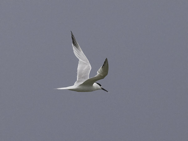 Riuttatiira, Sandwich Tern, Sterna sandvicensis