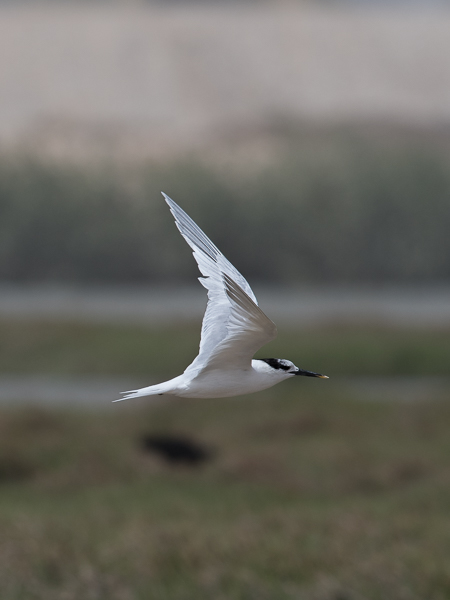 Riuttatiira, Sandwich Tern, Sterna sandvicensis