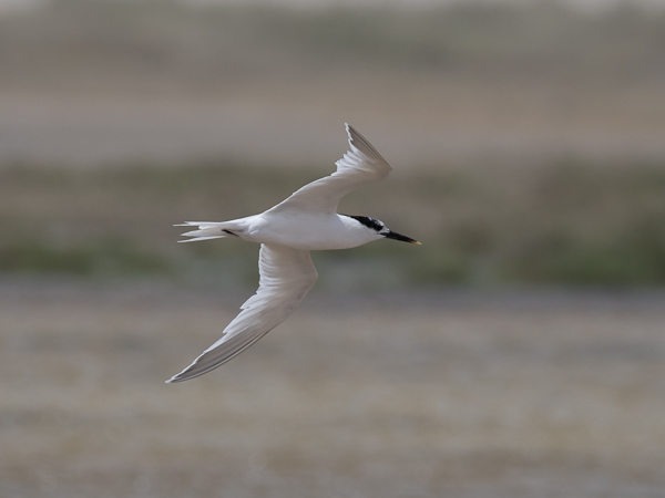Riuttatiira, Sandwich Tern, Sterna sandvicensis